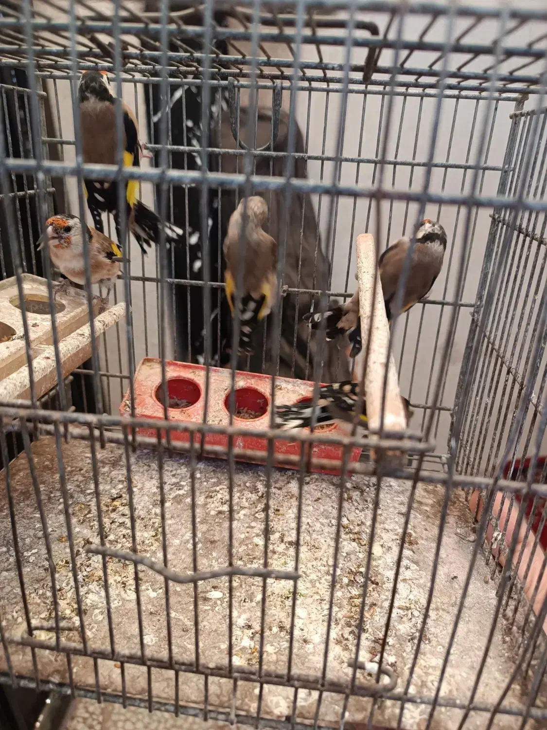 سهره  نر|پرنده|محمدیه-قزوین, |دیوار