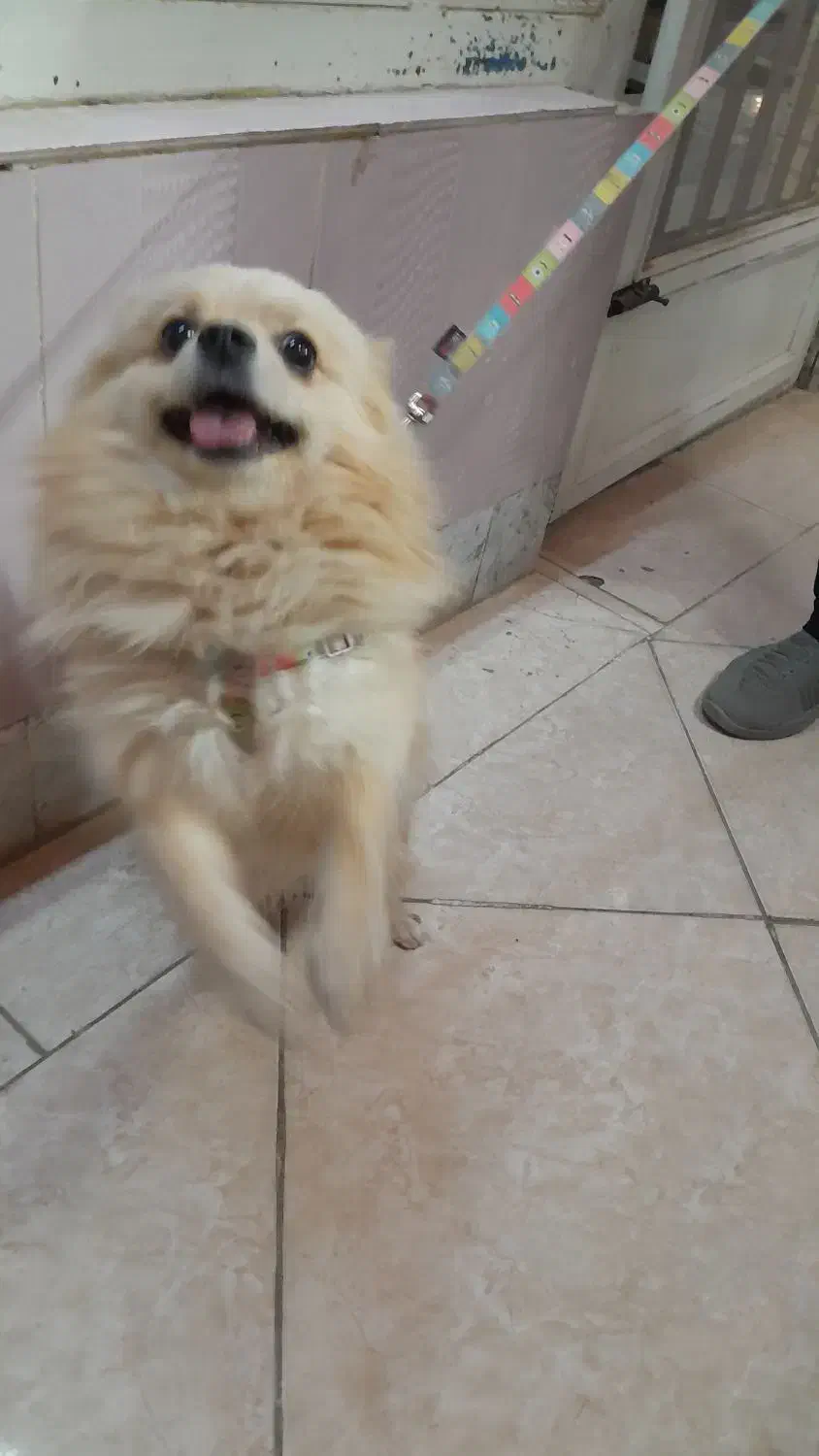 پامرانین یک ساله|سگ|شاهینشهر, شهرک هشت بهشت|دیوار