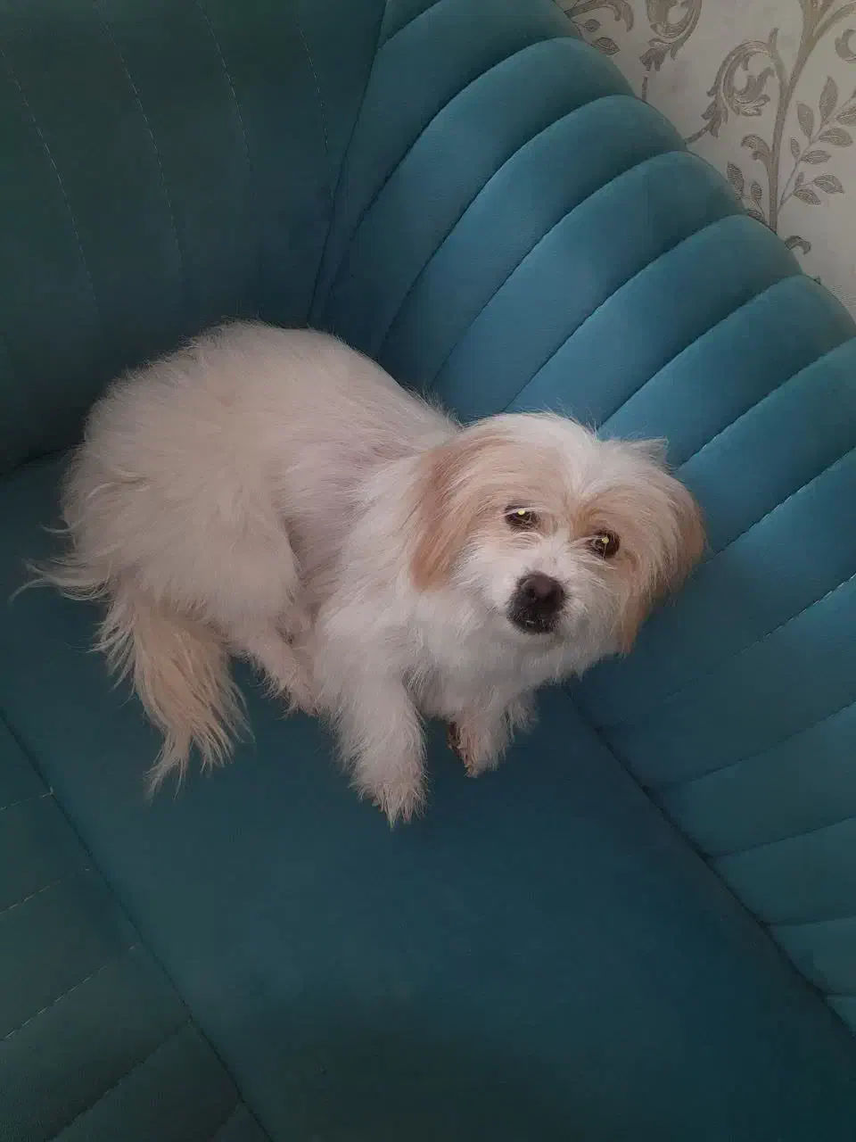 فروش سگ خانگی تربیت شده|سگ|فولادشهر, C1|دیوار