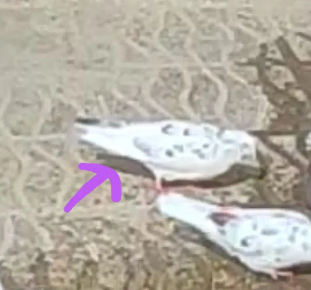 گمشده|حیوانات|نهاوند, |دیوار