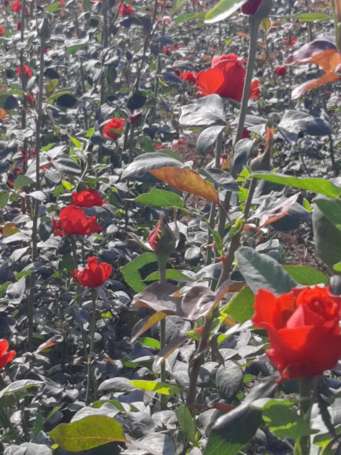 زر گل|گل و گیاه طبیعی|شیراز, درکی|دیوار