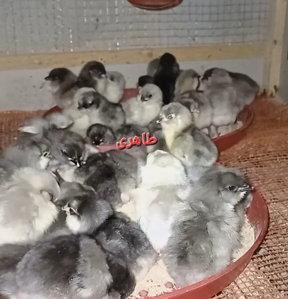 جوجه مرغ و خروس گلین طوسی|حیوانات مزرعه|اصفهان, شهید رجایی|دیوار