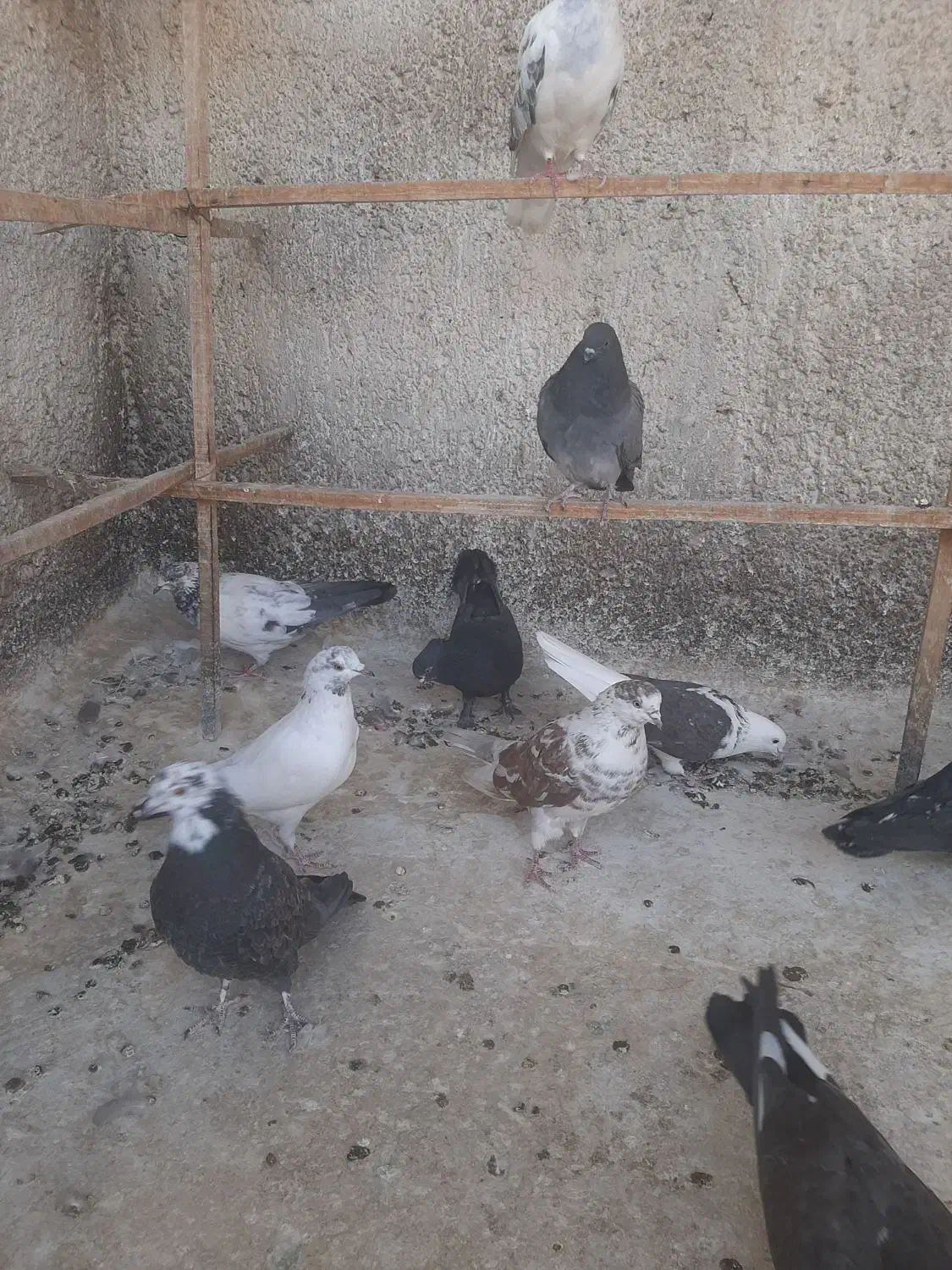 ده عددکبوترگرفتنی|پرنده|شاهرود, |دیوار