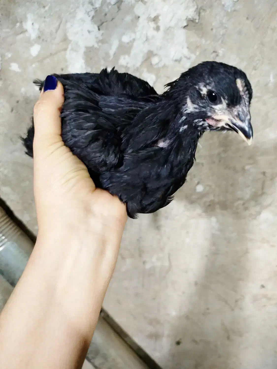 جوجه استرالوپ مشکی|حیوانات مزرعه|همدان, |دیوار