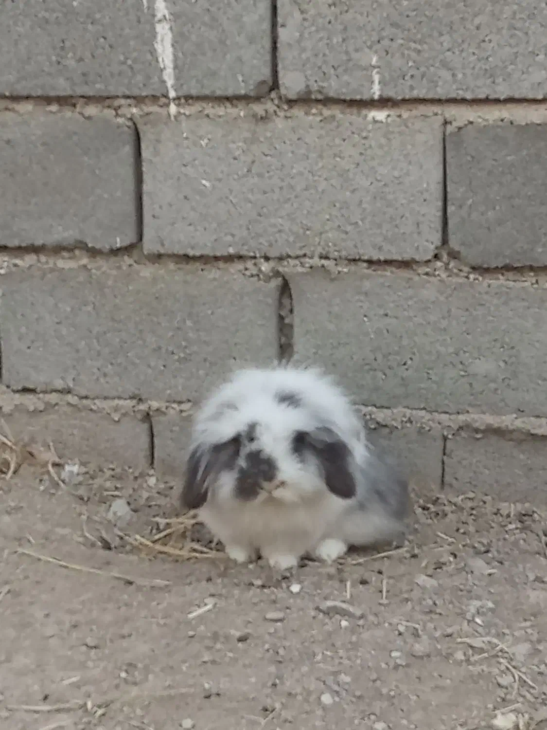 ته ارزونی خرگوش لوپ  دونه ۲۷۰|موش و خرگوش|ماهدشت, |دیوار