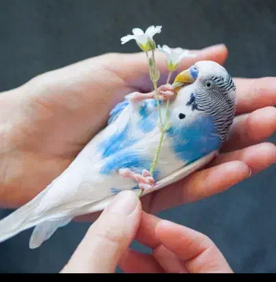 یک جفت مرغعشقباقفسمعاوضهباعروسهلندیماده|پرنده|الوند, |دیوار