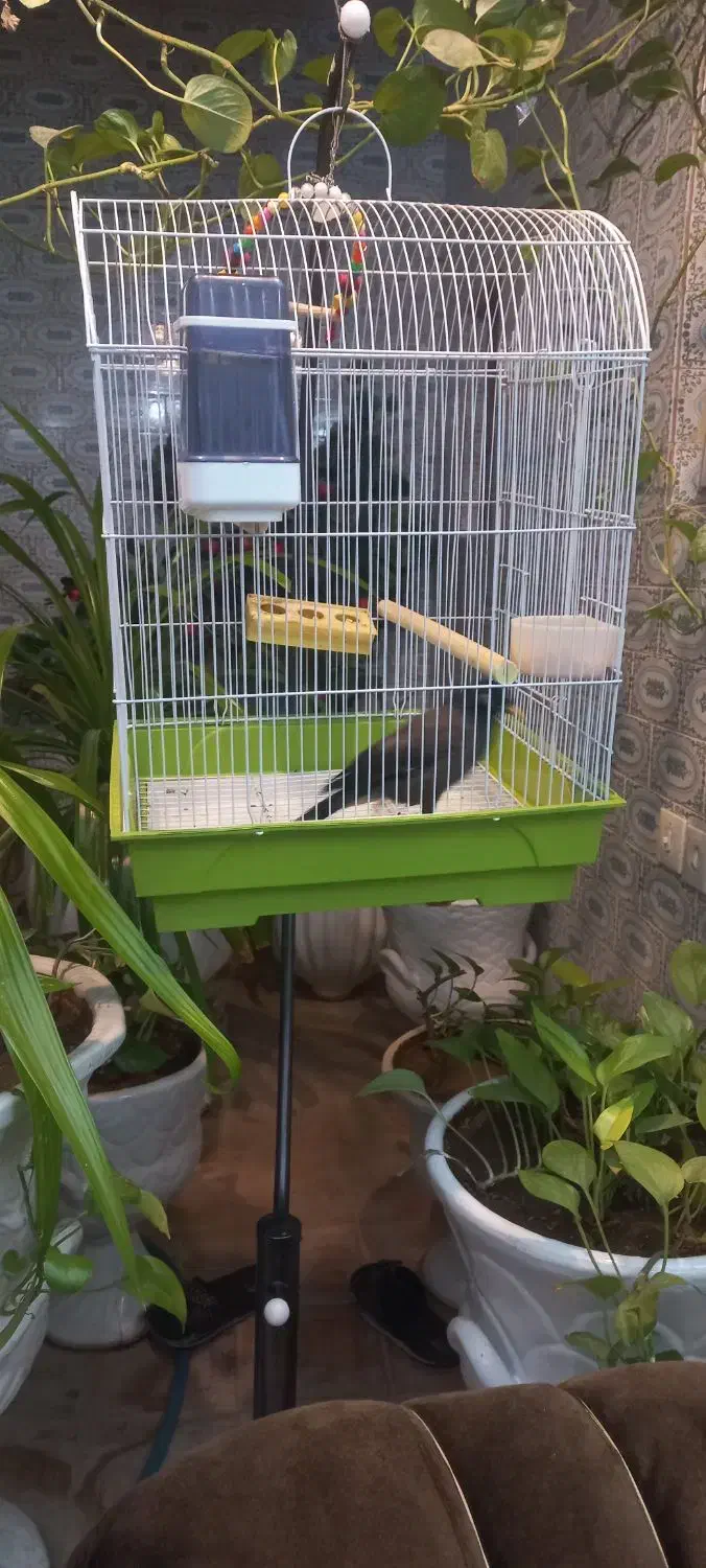 مرغ مینا با قفس|پرنده|یزد, |دیوار