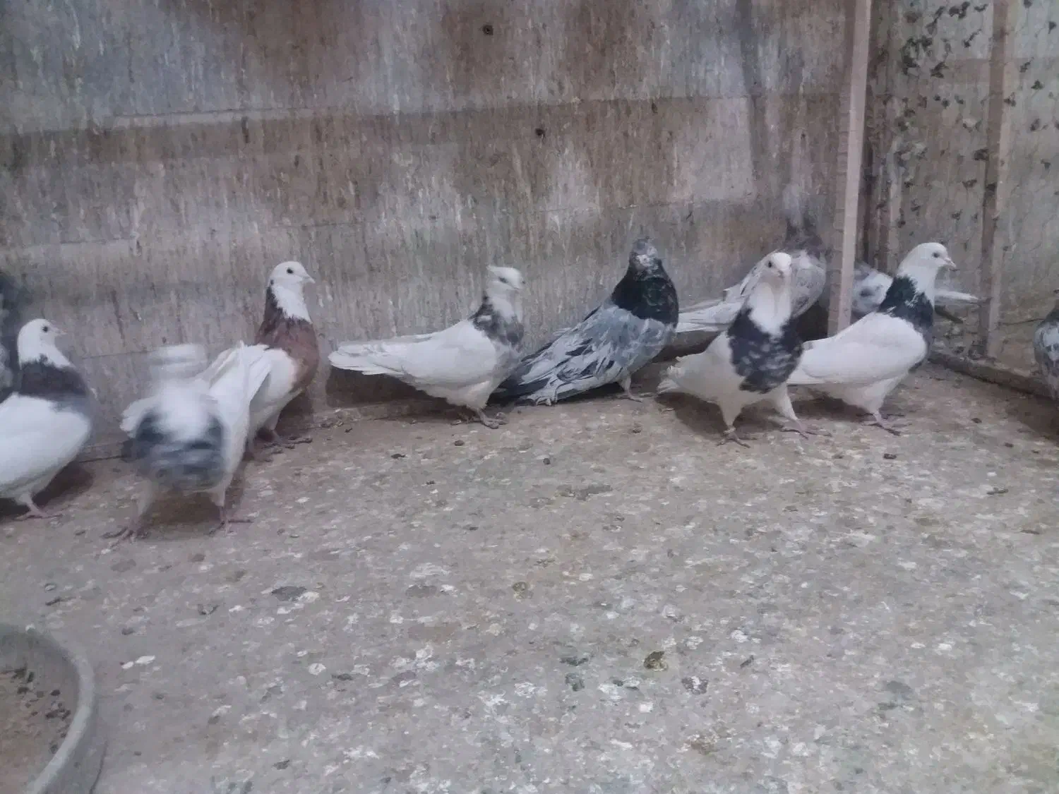 یه گل کفتر یکجا فروشه...|پرنده|بهار, |دیوار