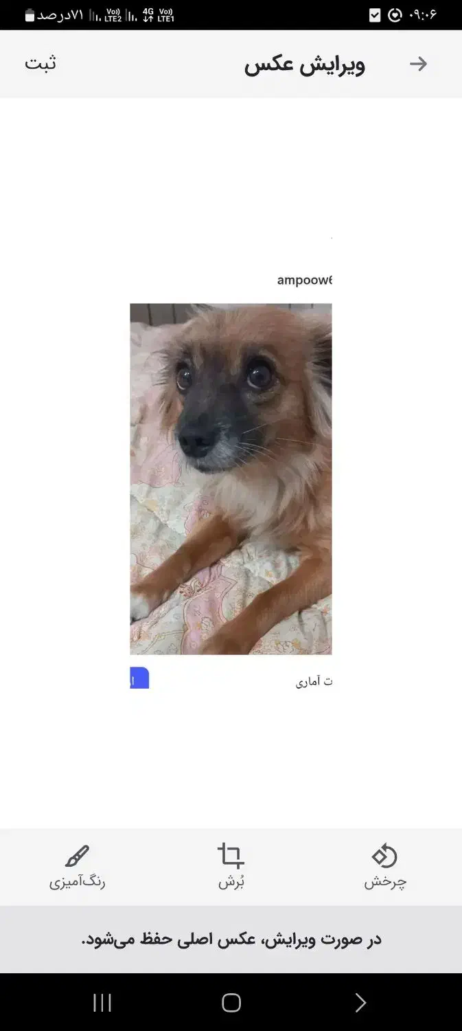 سگ گمشده در رحمانیه|حیوانات|مشهد, جاهد شهر|دیوار