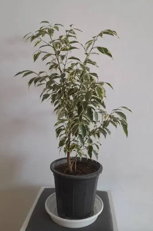 گل وگیاه بنجامین سانسوریا پتوس پدیلانتوس|گل و گیاه طبیعی|نجف‌آباد, ویلاشهر|دیوار