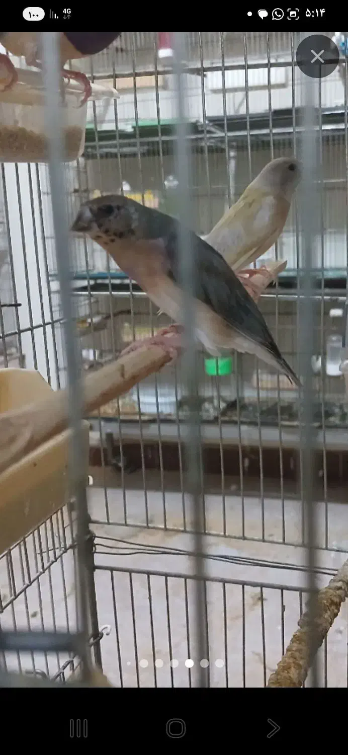 فنچ گلدین|پرنده|کرج, کیانمهر|دیوار