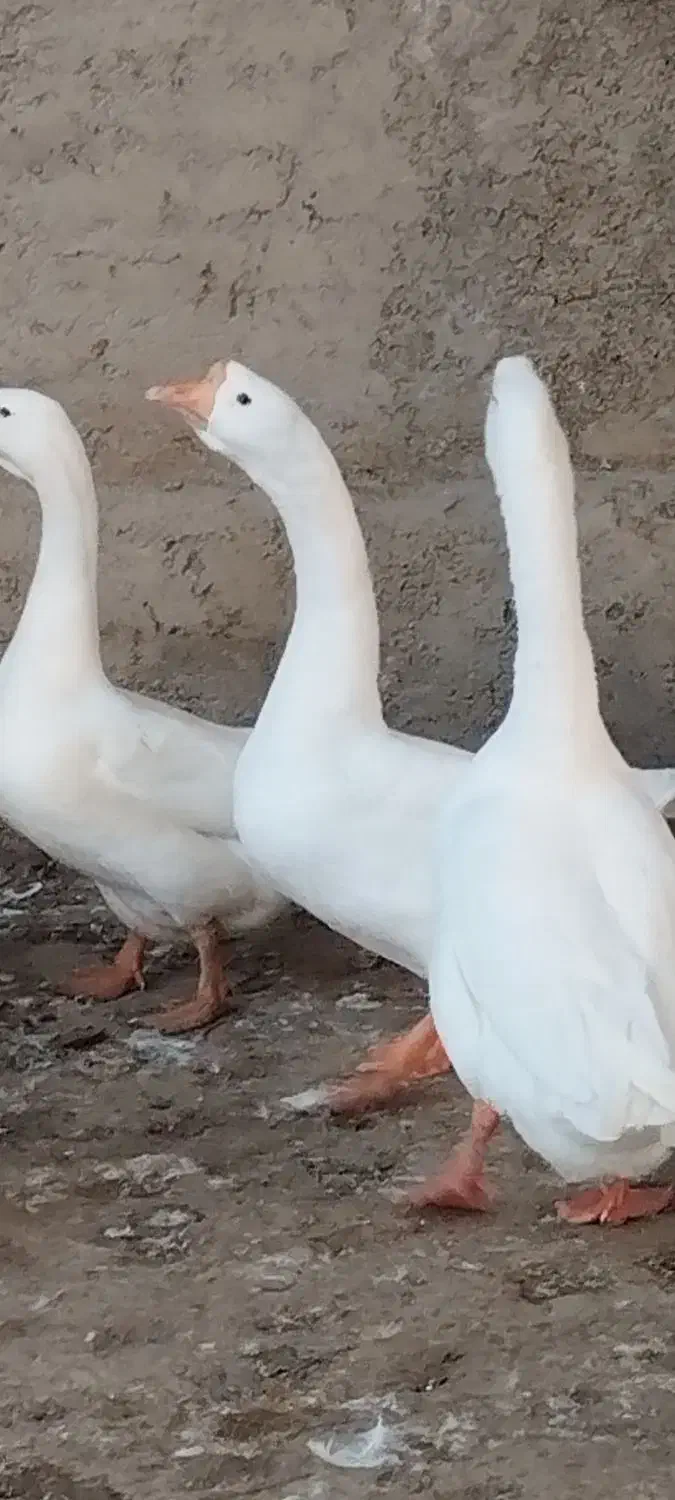 تخم قو غاز و غاز و غاز مولد|حیوانات مزرعه|گلوگاه, |دیوار