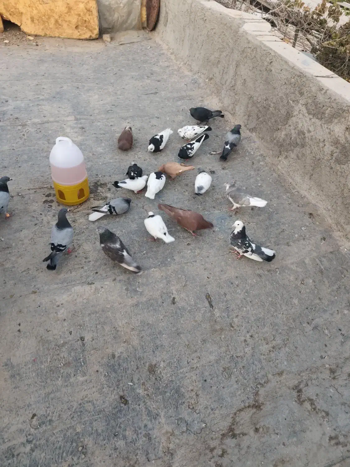 کفتر|پرنده|مرودشت, ابوذر جنوبی|دیوار