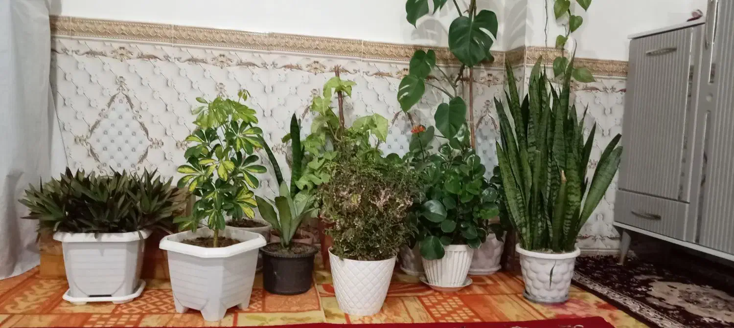 گل خانگی|گل و گیاه طبیعی|تیکمه داش, |دیوار