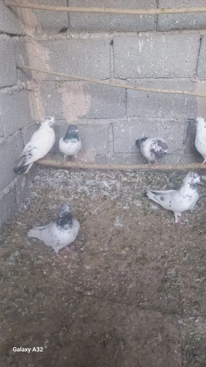 کبوترپرشی|پرنده|وحیدیه, |دیوار