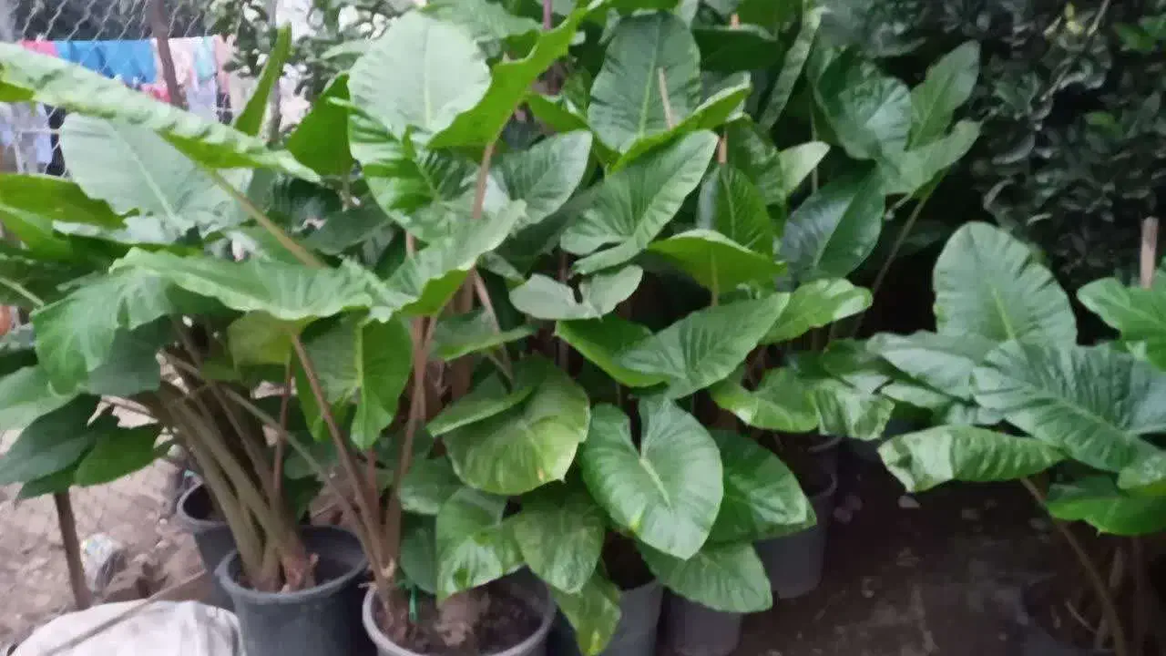 بابا آدم تنه قرمز،تنه سز،برگ قلبی|گل و گیاه طبیعی|مرزیکلا, |دیوار