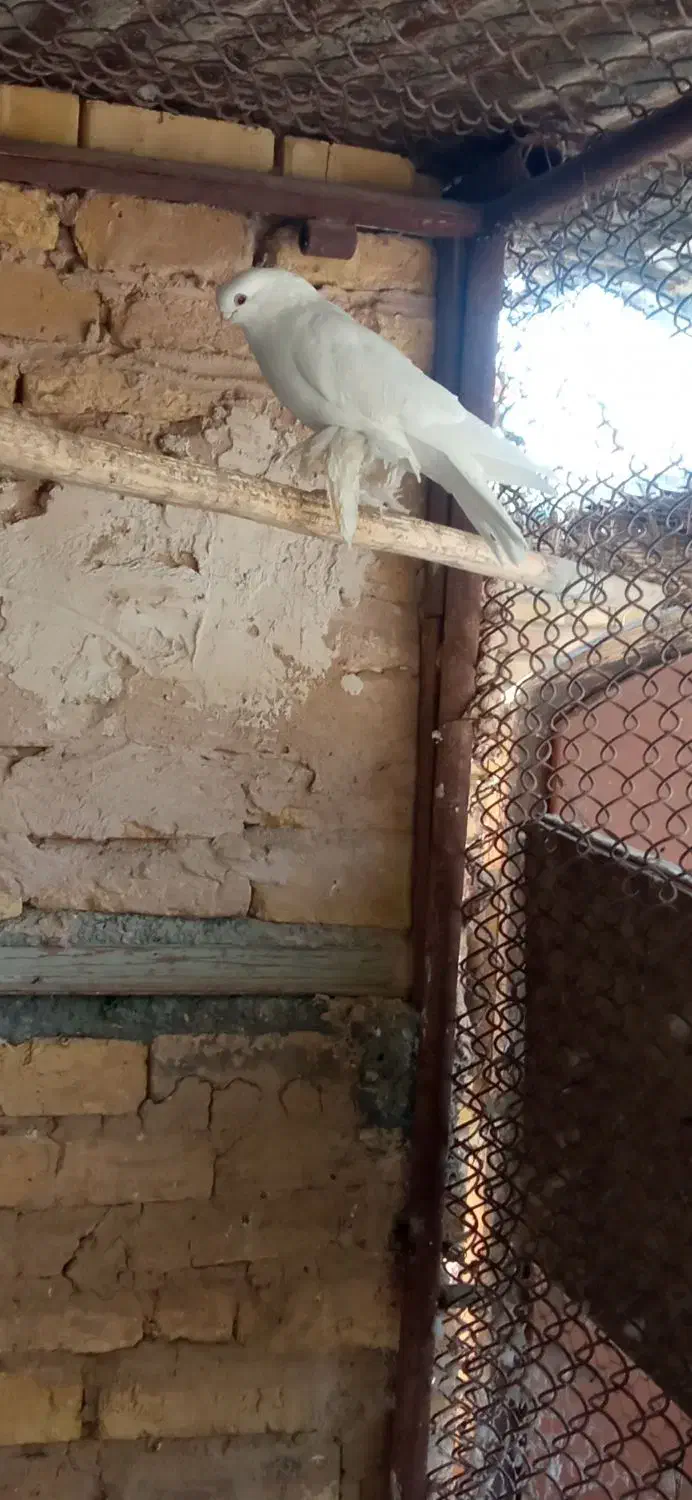 کبوتر زینتی|پرنده|اصفهان, سپاهان‌شهر|دیوار