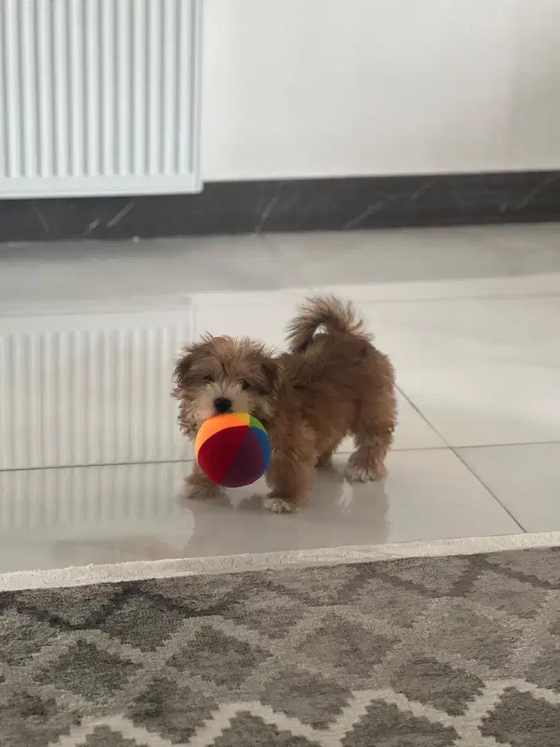 سگ شیتزو نر ۳ماهه|سگ|لاهیجان, حاجی آباد|دیوار