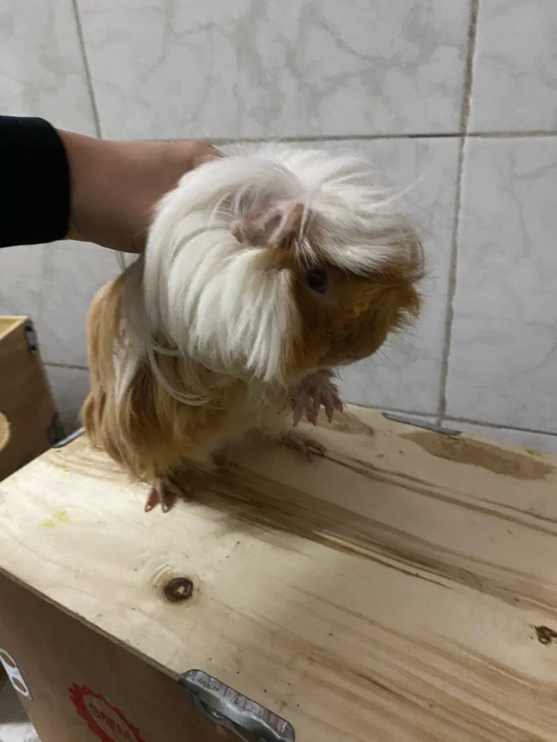 خوکچه‌هندی‌مو‌بلند|موش و خرگوش|آفتاب, |دیوار