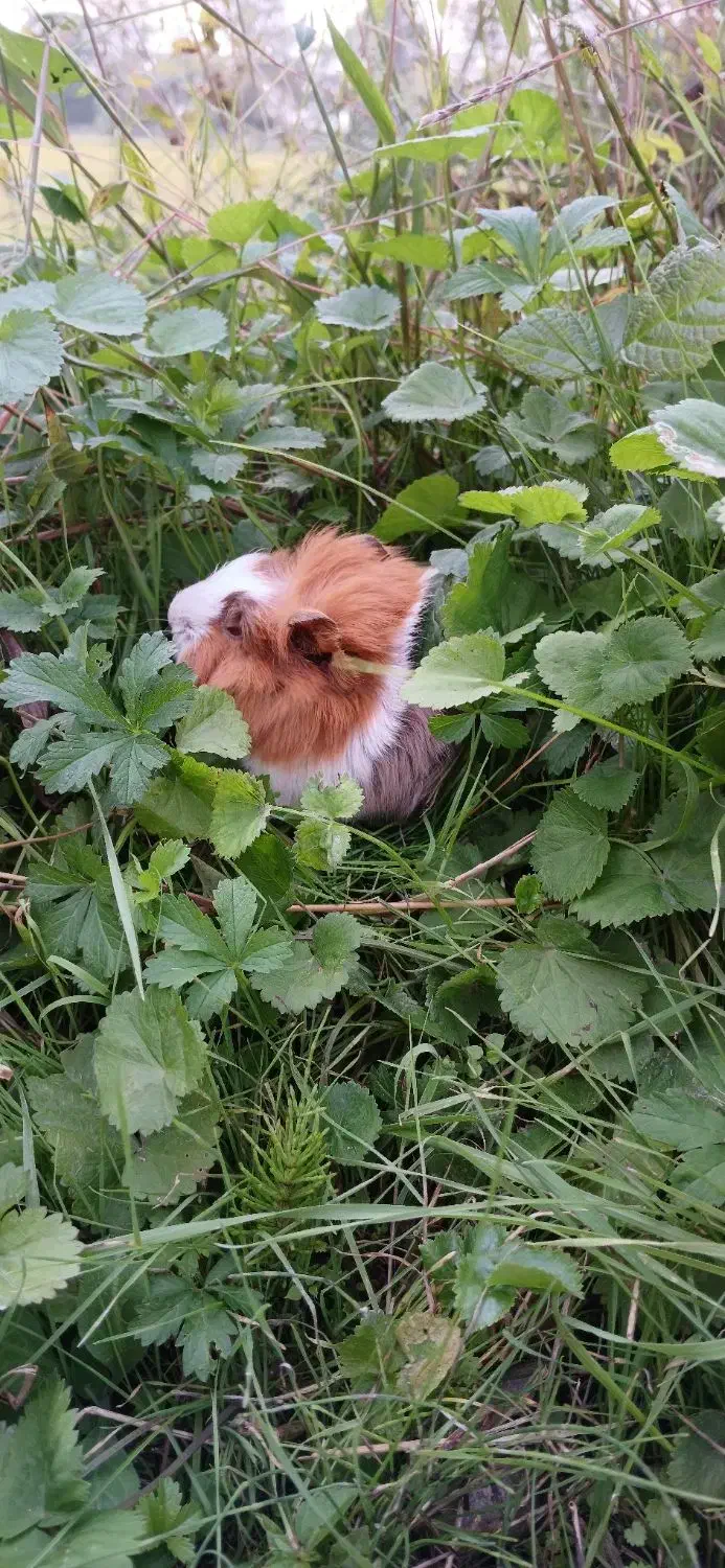 خوکچه های رنگا رنگ|موش و خرگوش|کوچصفهان, |دیوار