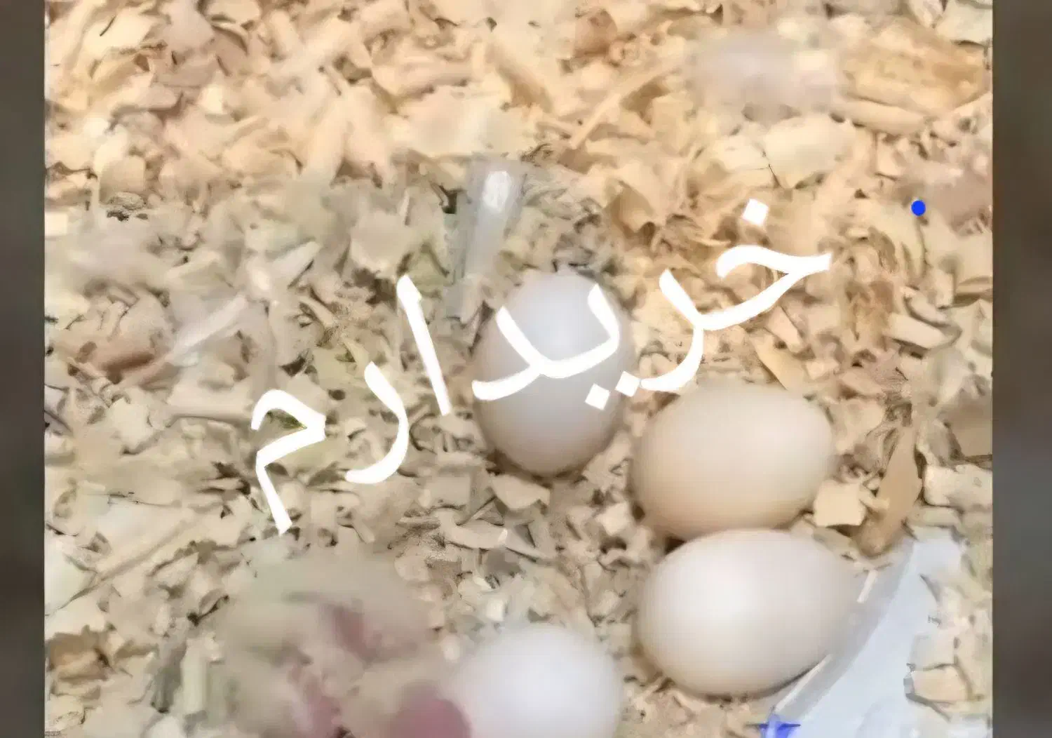 تخم نطفه دار عروس هلندی و طوطی برزیلی|پرنده|بروجرد, |دیوار