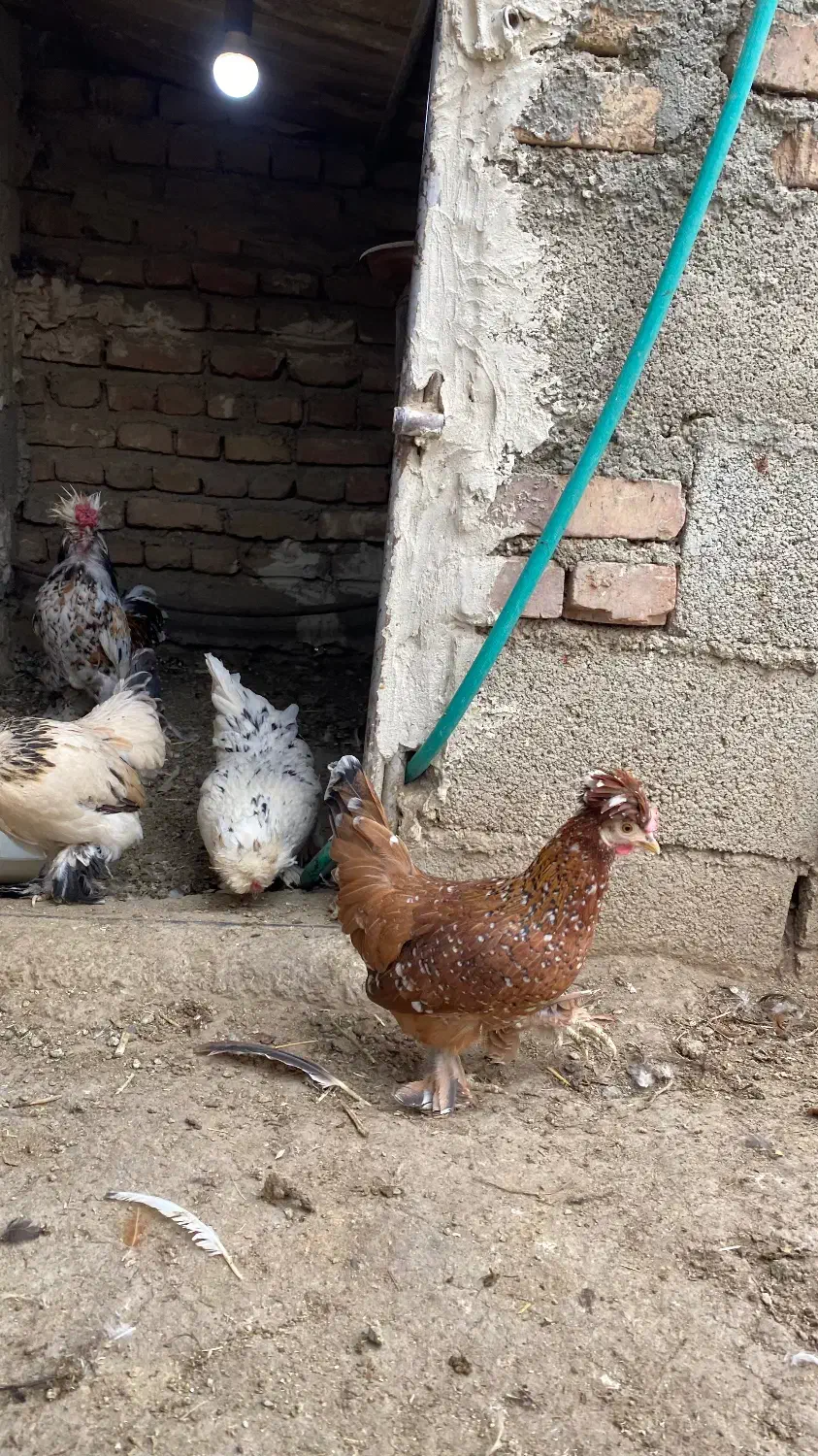 تخم نطفه دار پاکوتاه|حیوانات مزرعه|نوشین شهر, |دیوار