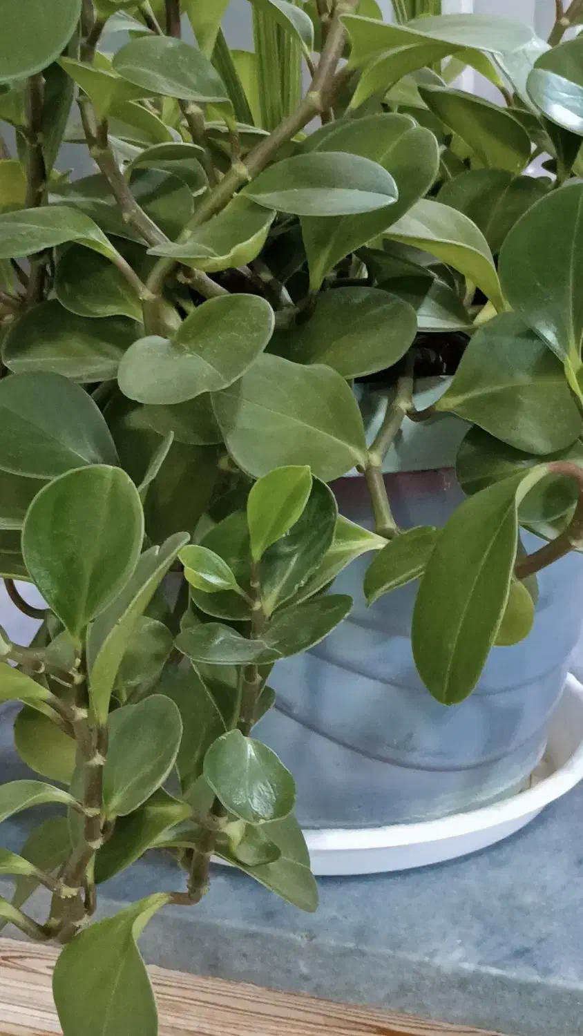 گل طبیعی|گل و گیاه طبیعی|دهگلان, |دیوار