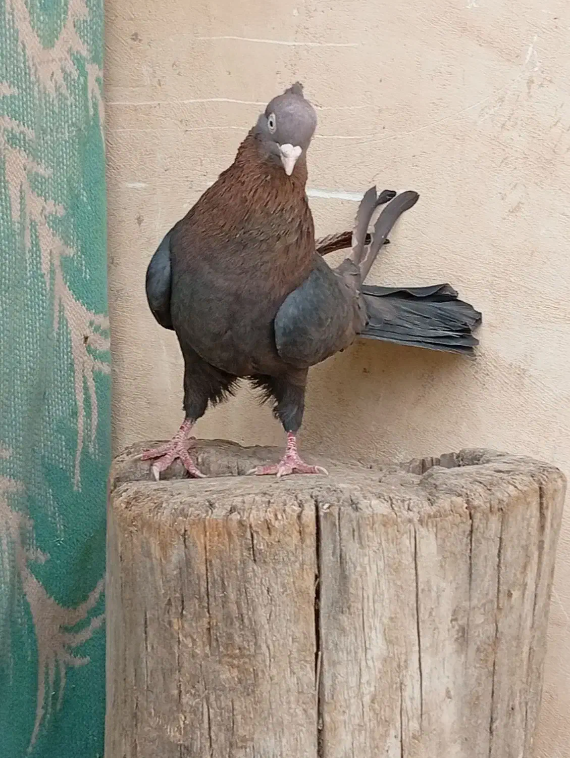 کبوتر سرکه ای چشم و نوک سفید|پرنده|باغ بهادران, |دیوار