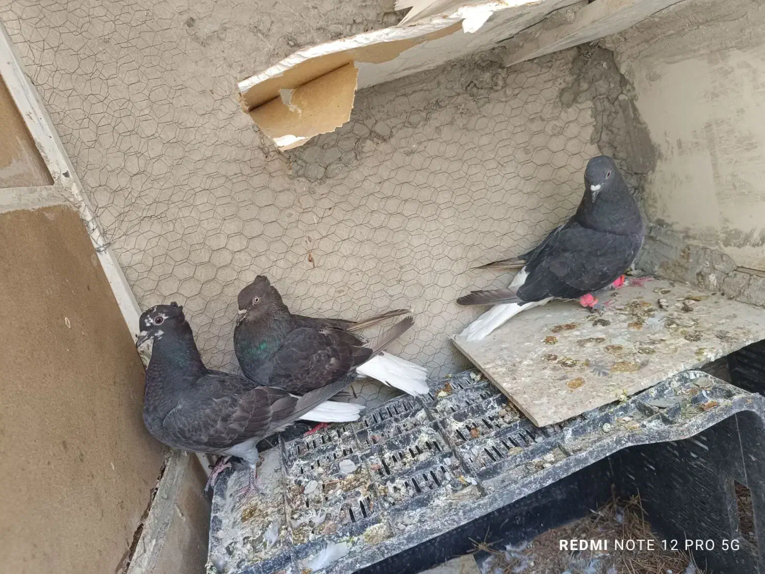 کبوتر فروشی|پرنده|فردوس (خراسان), |دیوار