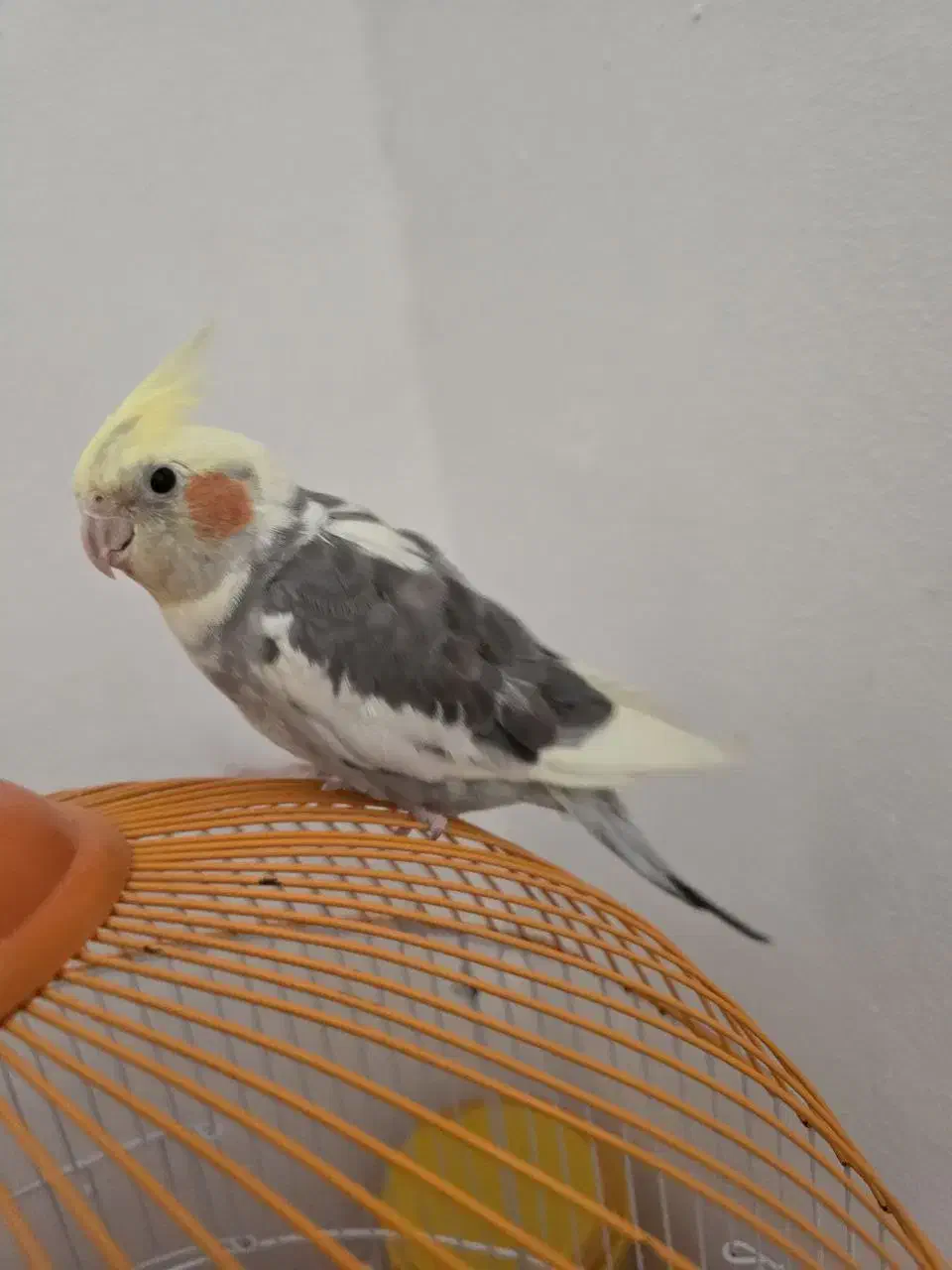 عروس هلندی|پرنده|رشت, کوی مهر|دیوار