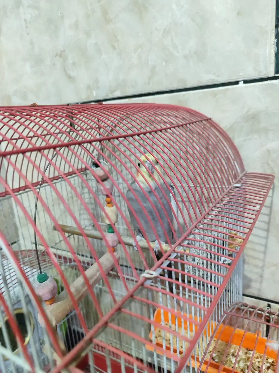 عروس هلندی نر|پرنده|اهواز, کوی رمضان|دیوار