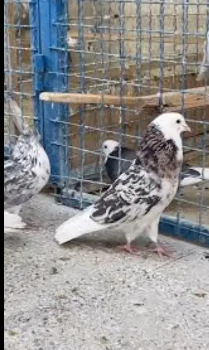 کفتر|حیوانات|قم, پردیسان|دیوار