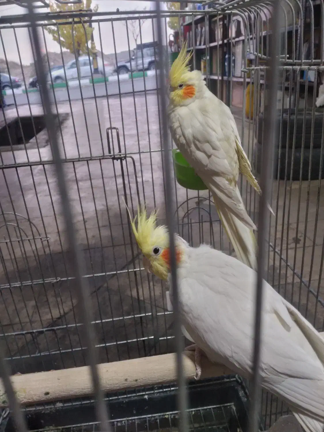 عروس هلندی|پرنده|بومهن, |دیوار