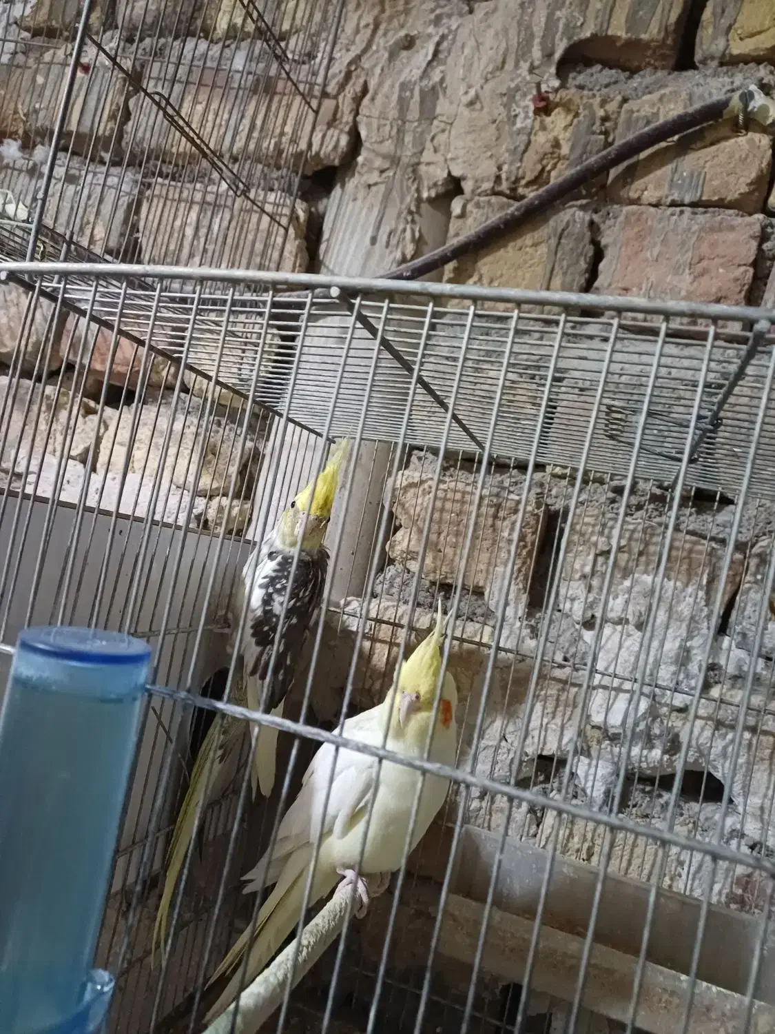 عروس هلندی نر ماده|پرنده|قم, یزدانشهر|دیوار