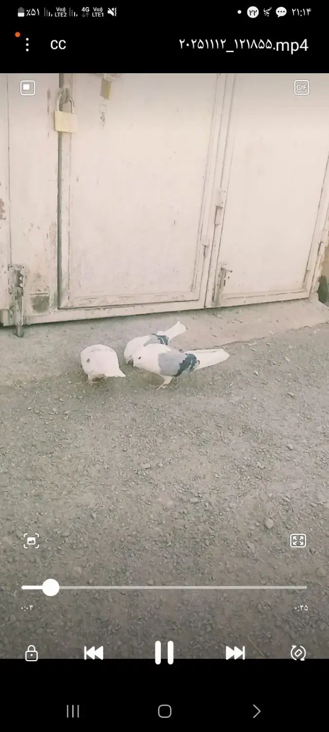 کفتر|پرنده|بیرانوند, |دیوار