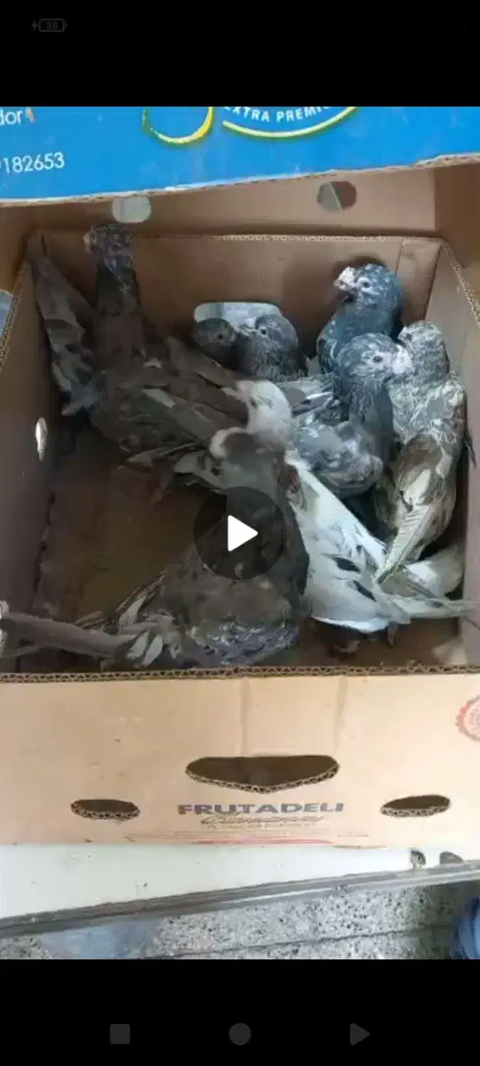 آتم سرور شکلاتی عالی|پرنده|سیلوانه, |دیوار