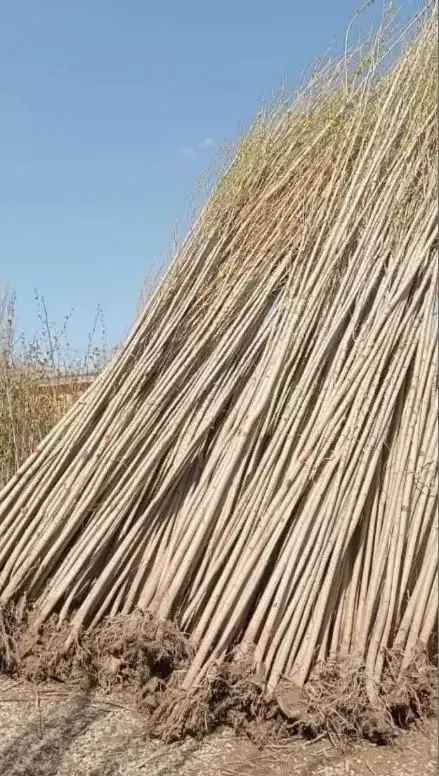 تولید انواع ارقام میوه و صنوبر درنهالستان|خدمات باغبانی و درختکاری|سنندج, |دیوار