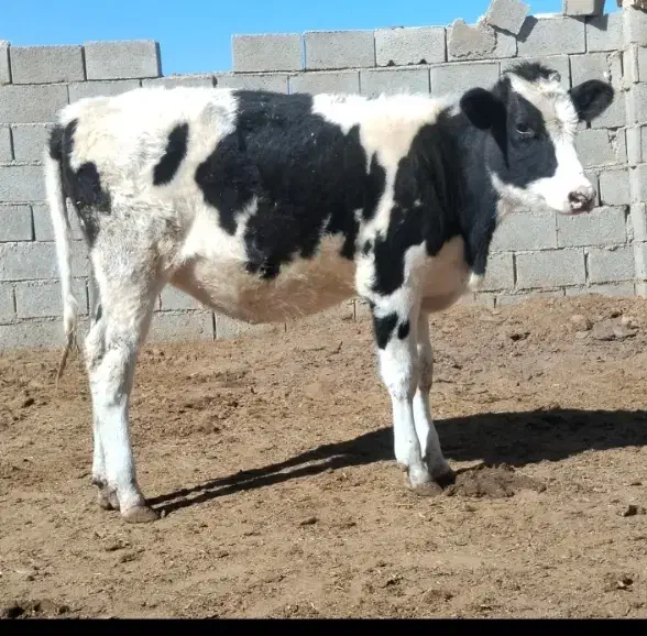 گاو گوساله گوساله ماده هلشتاین خالص|حیوانات مزرعه|کامفیروز, |دیوار