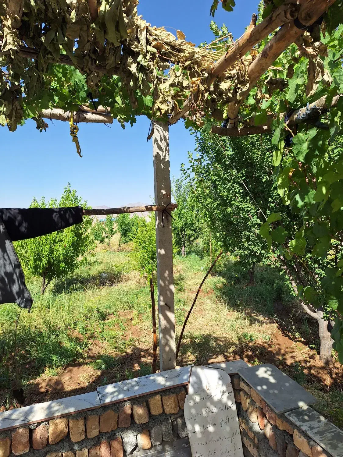 باغ مثمر 6 ساله|فروش زمین و ملک کلنگی|بیلوار, |دیوار