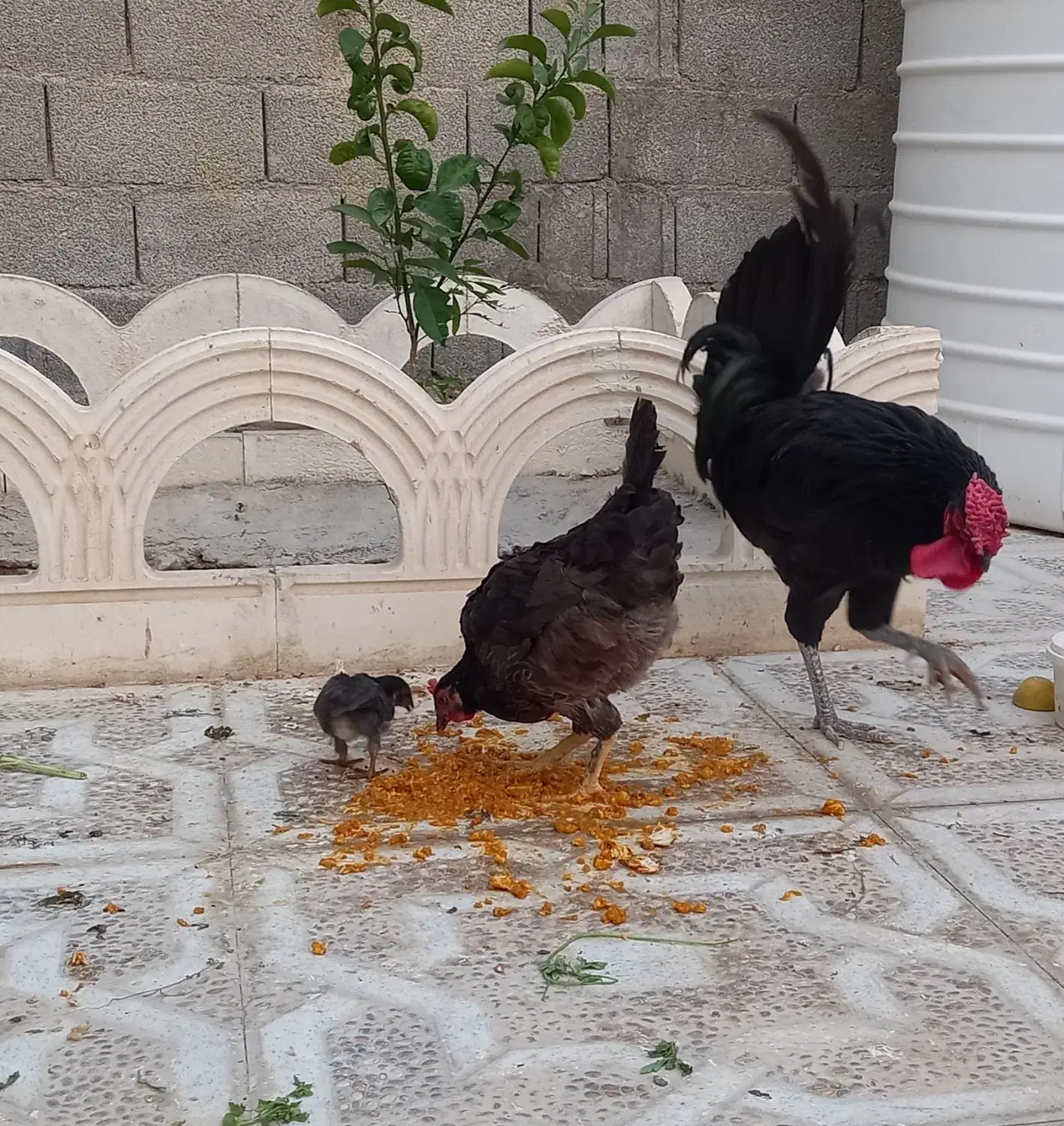 مرغ وخروس محلی اصل|حیوانات مزرعه|برازجان, |دیوار