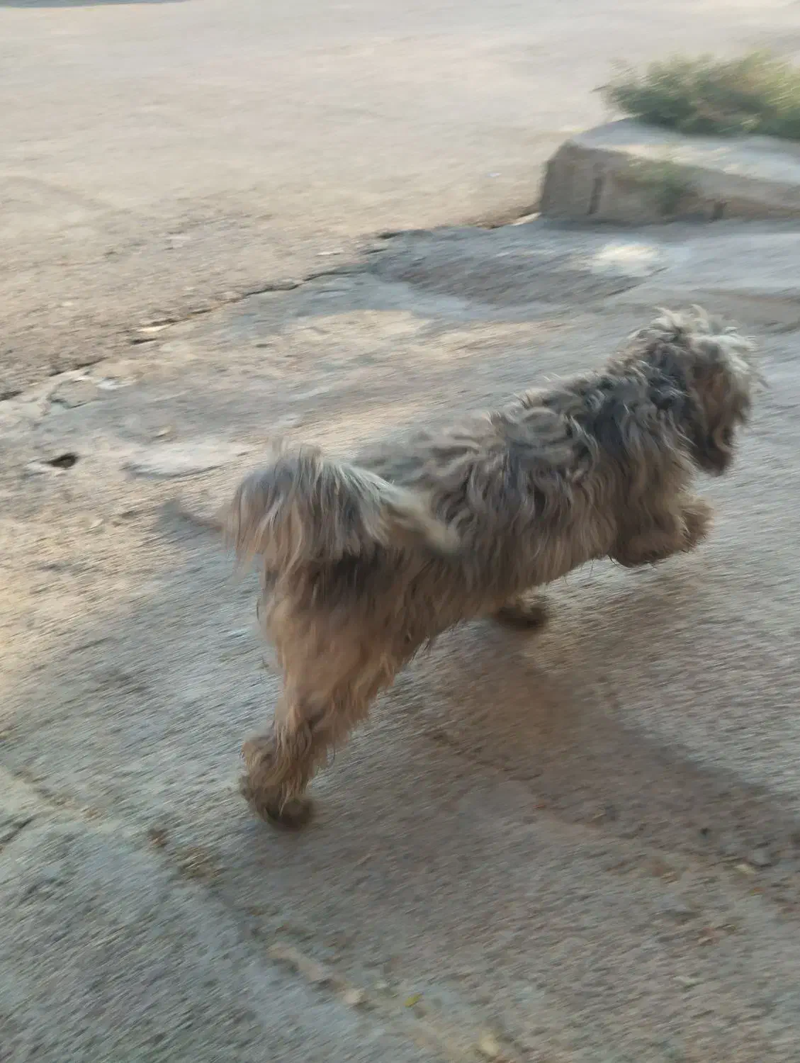 شگ شیتزو|سگ|امیدیه, |دیوار