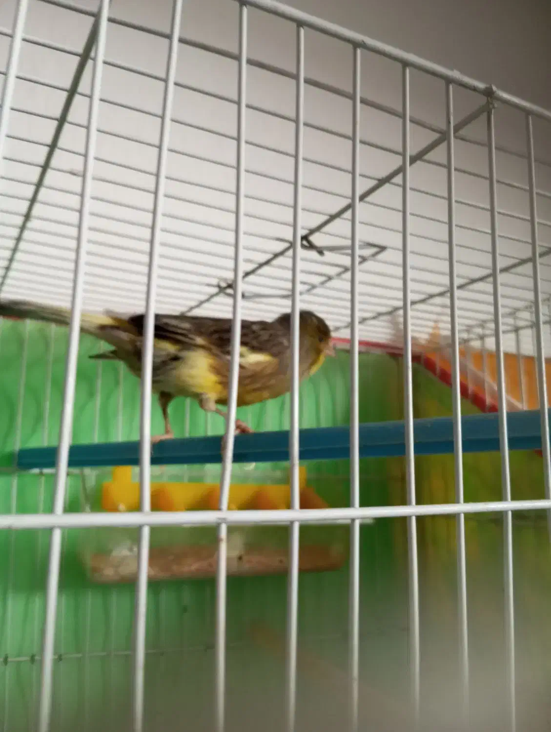 قناری ماده ابلغ|پرنده|تربتحیدریه, رضاشهر|دیوار