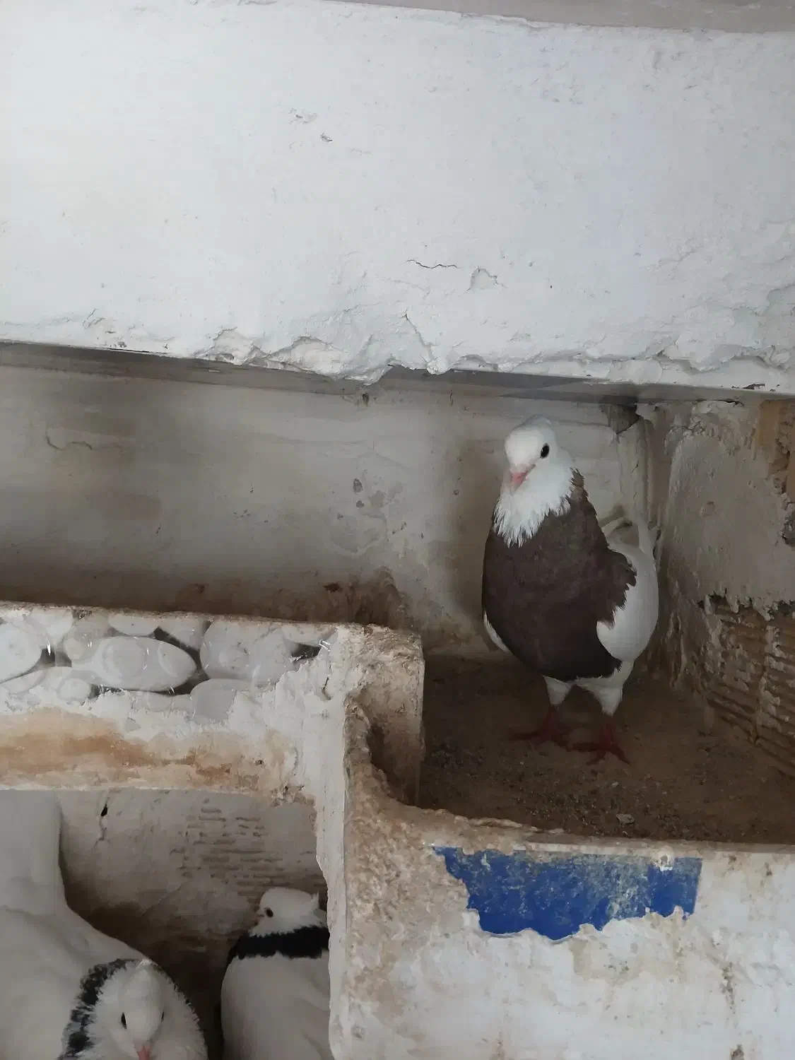 فروش چن عددکبوتر|پرنده|دهدشت, |دیوار