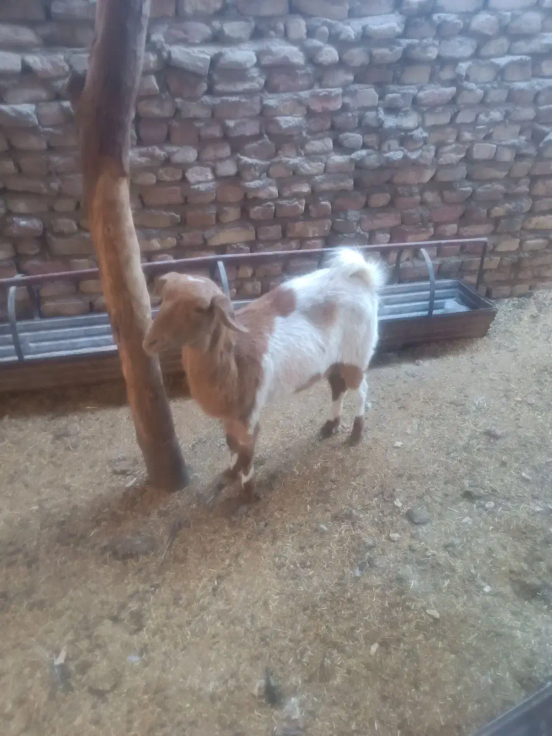 بز چینی|حیوانات مزرعه|زابل, |دیوار