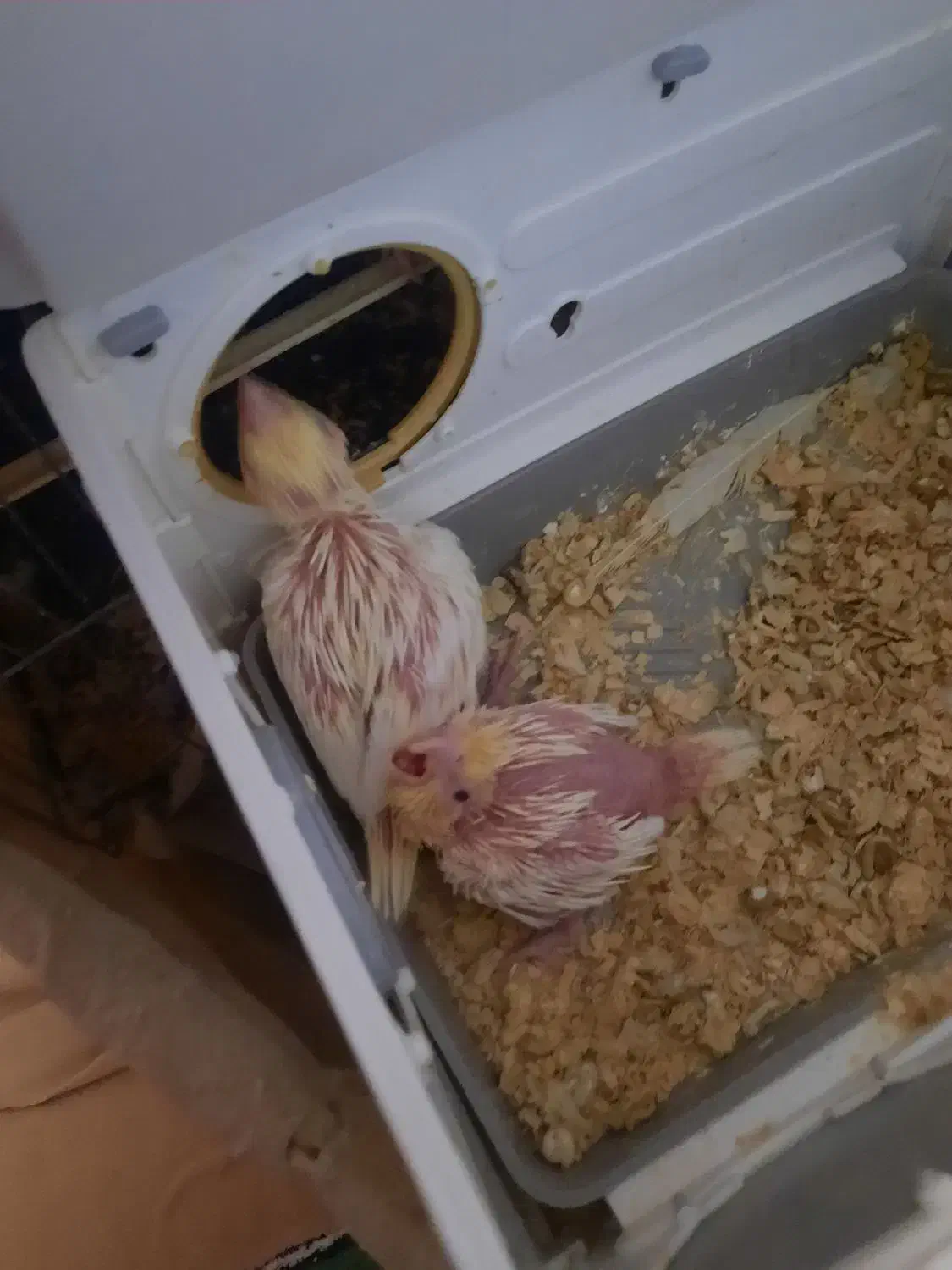 فروش جوجه لوتینو ۱۸روزه|پرنده|بندر ماهشهر, |دیوار