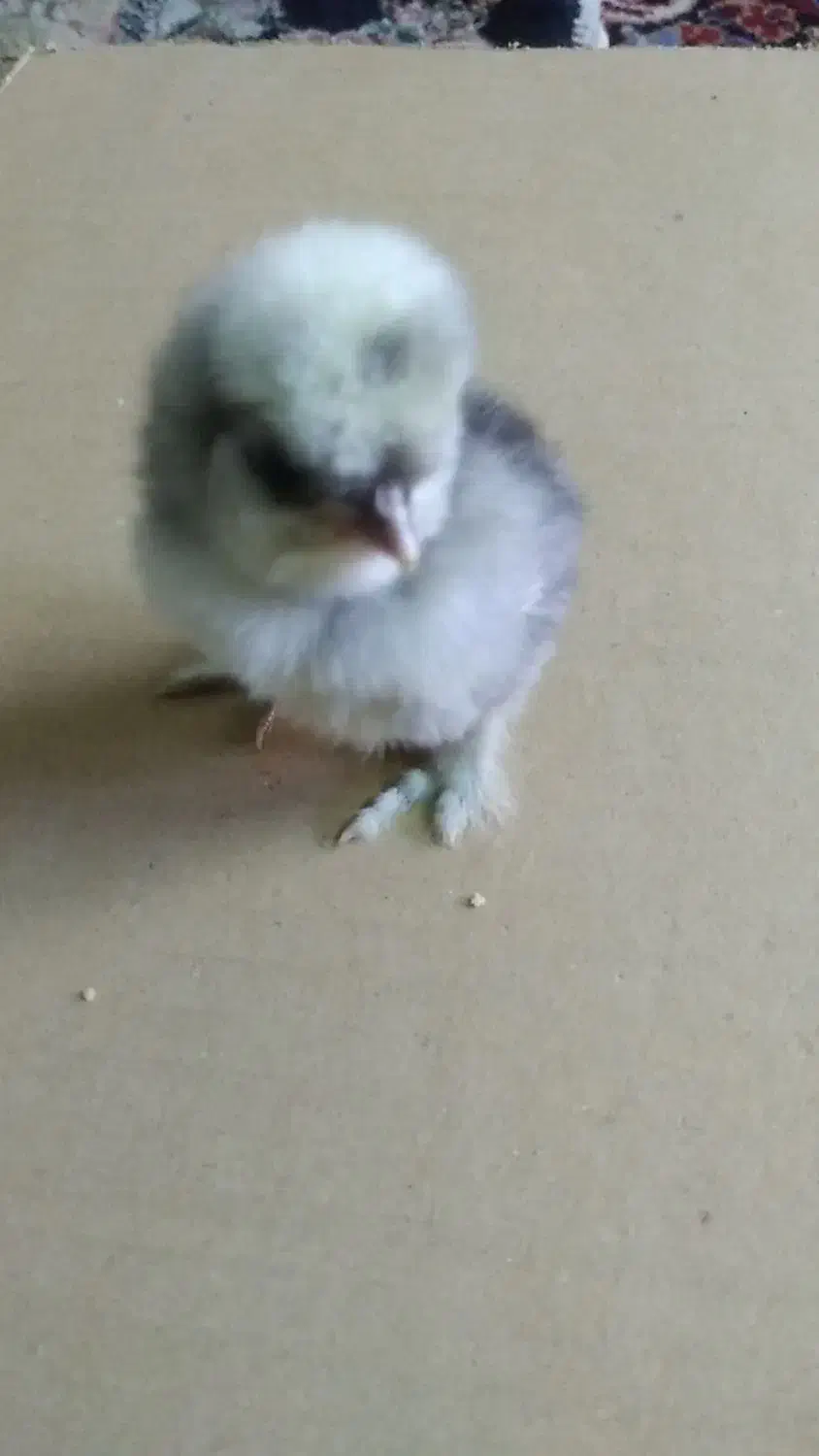 سلطان .زینتی.تخم .نطفه دار.مرغ|حیوانات مزرعه|قم, نوبهار|دیوار