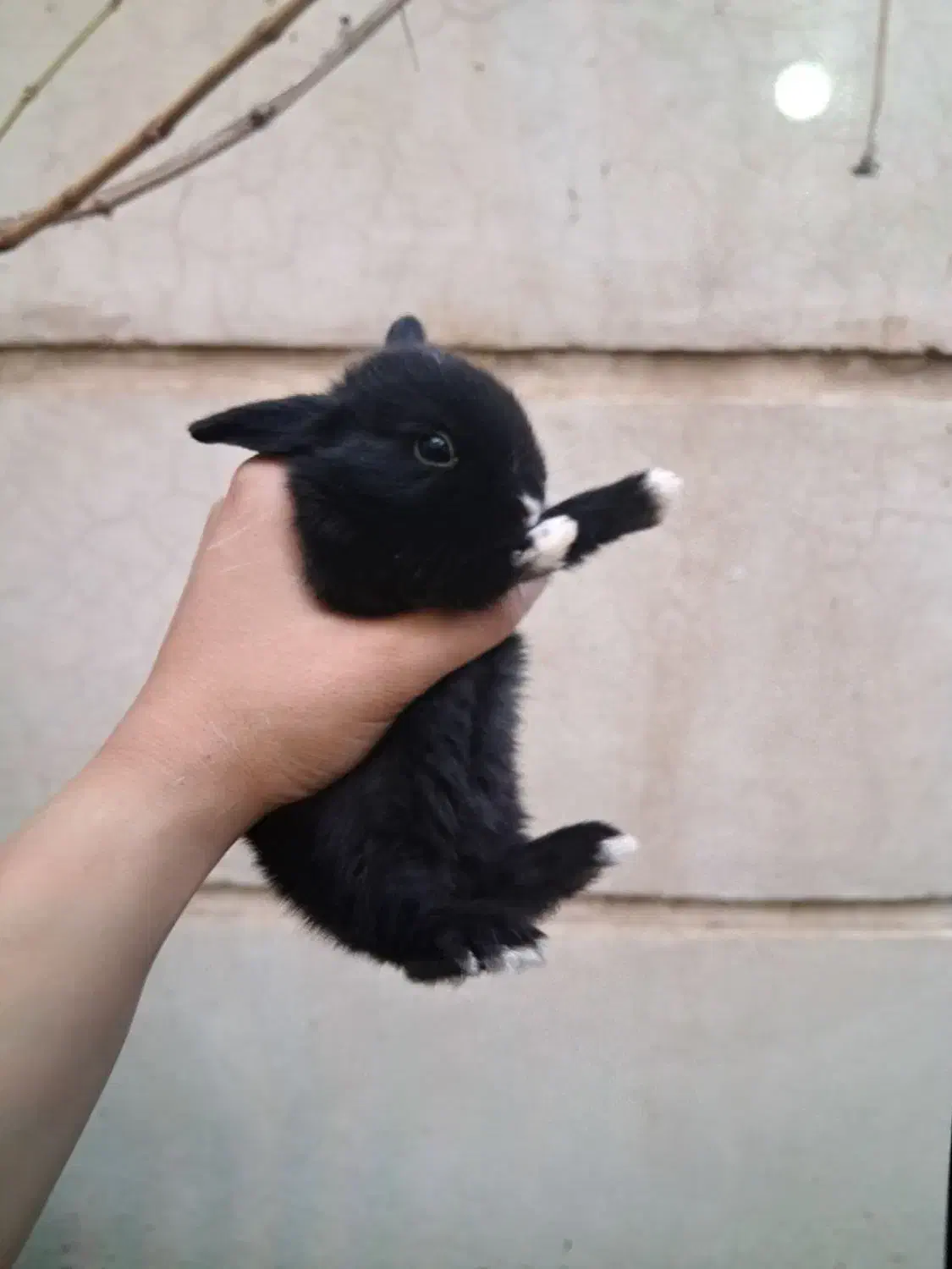 توله خرگوش مینیاتوری|موش و خرگوش|تهران, نیروی هوایی (پیروزی)|دیوار