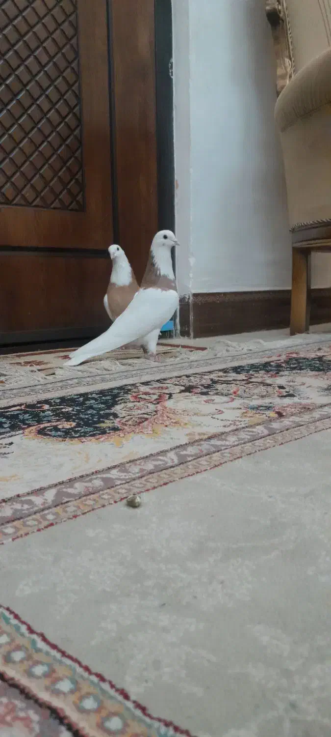 کفتر طوقی پرتقالی همدانی|پرنده|نجفآباد, فاز ۴ شهرک آزادگان|دیوار