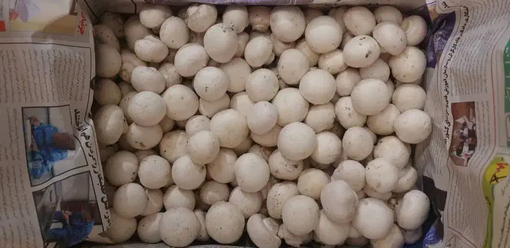 فروش قارچ|خوردنی و آشامیدنی|اصفهان, آفاران|دیوار