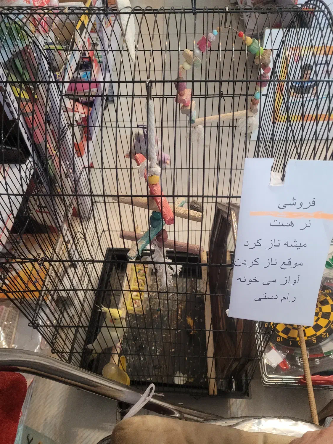 فروش طوطی|پرنده|فردیس, شهرک شهید حسینی|دیوار